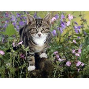  Domestic Cat, Tabby Kitten Among Red Campion with Ivy 
