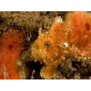  Closeup of a Juvenile Frogfish, Bali, Indonesia Stretched 
