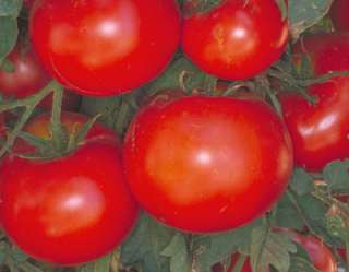 Tomato Celebrity Vfnt Seeds  