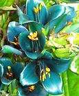 Puya alpestris VIVI​D exotic Sapphire Tower fresh seeds