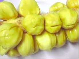   Wild Borneo YELLOW Chempedak Fruit 3seeds *FRESH*UNIQUE TASTE*  