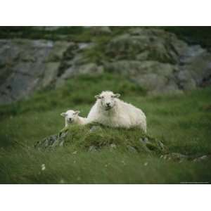  A Ewe and Her Lamb Resting on a Small Mound National 