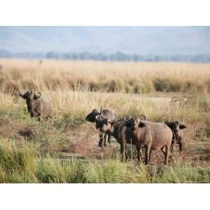  African Buffalos, Mana Pools National Park, Zimbabwe 