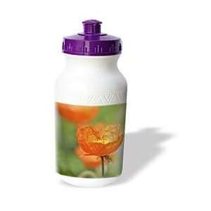   Iceland Poppy Flower in Spring  Floral Photography   Water Bottles