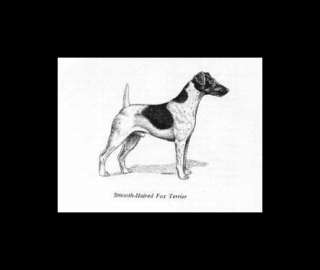 Fox Terrier Smooth   Vintage Dog Print   1964 Davis  