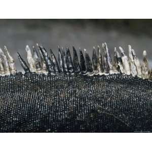  Close View of the Scales of a Marine Iguana Stretched 