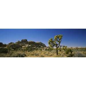  Rock Formations on a Landscape, Joshua Tree National 