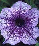 Annual ORCHID DADDY PETUNIA Seeds  Lilac w/Purple Vein  