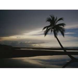  A Silhouetted Palm Tree on a Twilit Beach Premium 