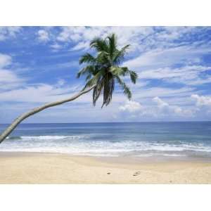  Palm Tree, Hikkaduwa Beach, Sri Lanka, Indian Ocean 