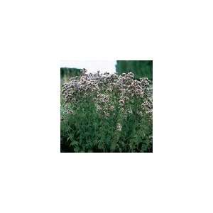  Oregano Seeds Patio, Lawn & Garden