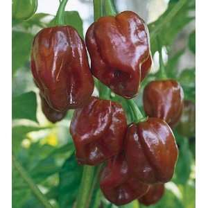   Jamaican Hot Chocolate Habanero Pepper 4 Plants Patio, Lawn & Garden
