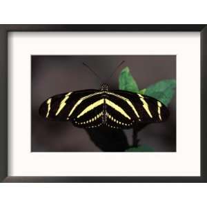  Zebra Longwing Butterfly Photos To Go Collection Framed 