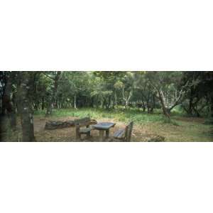 Empty Table and Benches in a Forest, Rabacal National Ecology Park 