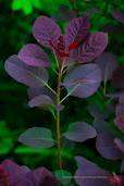 PURPLE SMOKE BUSH / TREE (cotinus coggyria) X 30 Seeds  