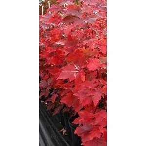  MAPLE RED SUNSET / 7 gallon Potted Patio, Lawn & Garden