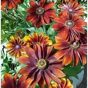   Orange Black Eyed Susan  25 Plants  Rudbeckia Patio, Lawn & Garden