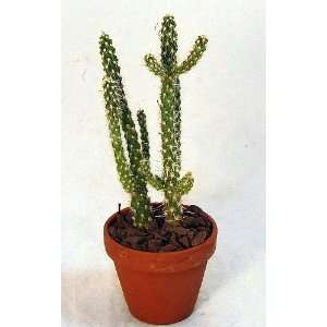  Chainlink Cactus Plant   Cylindropuntia   3 Pot   Easy 