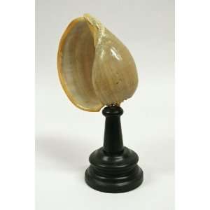  Natural Curiosities Shell Specimen on Stand